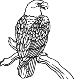 bird coloring pages