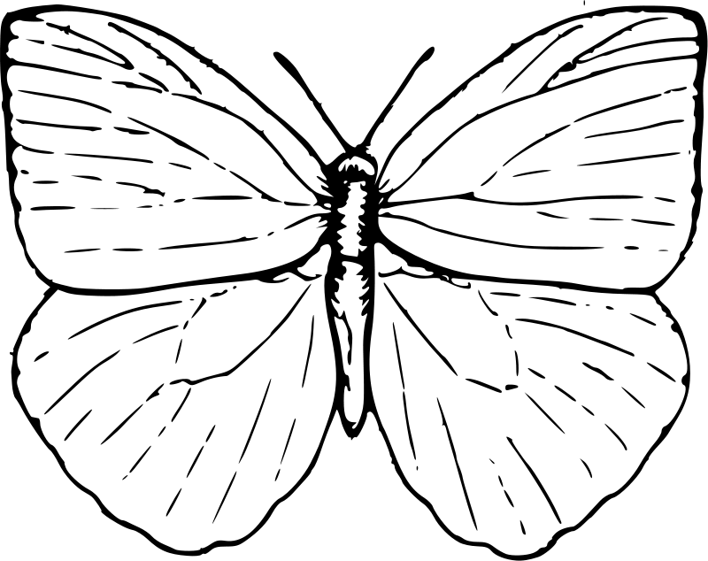 butterfly thumbnail