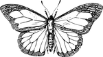 butterfly coloring pages 3