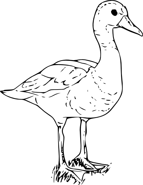 Duck Coloring Pages - 321 Coloring Pages