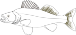fish coloring pages