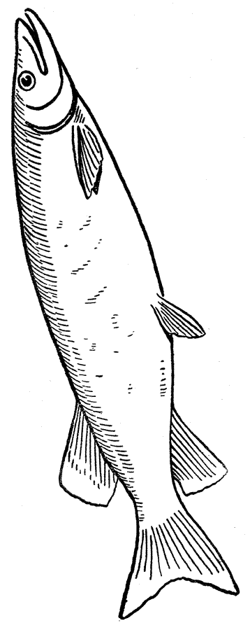 Fish Coloring Pages - 321 Coloring Pages