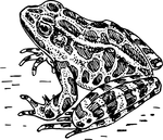 frog coloring pages 2