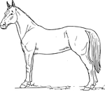 Horse Coloring Pages - 321 Coloring Pages