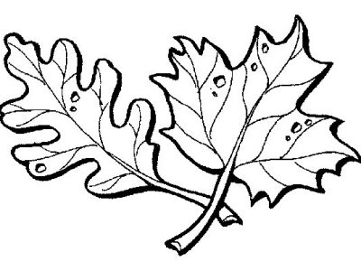 leaf thumbnail