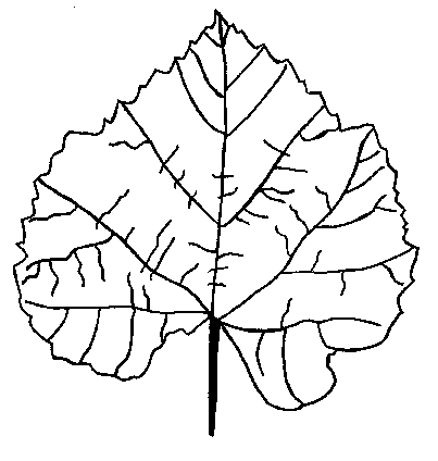 Leaf Coloring Pages - 321 Coloring Pages